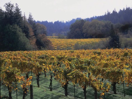 Russian River Valley